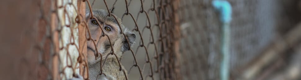 A monkey in a rusty cage