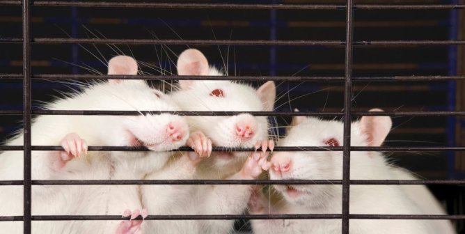 White rats bite cage bars