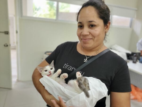 little cat from cancun spay/neuter clinic