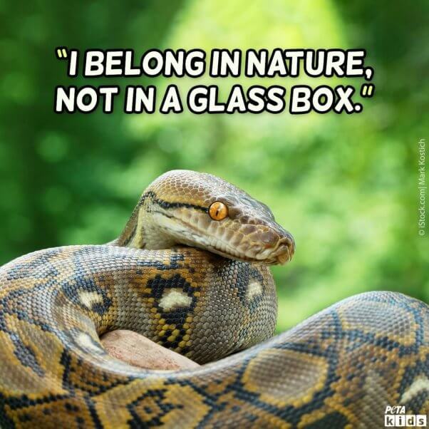 snake with text that says "I belong in nature, not in a glass box"