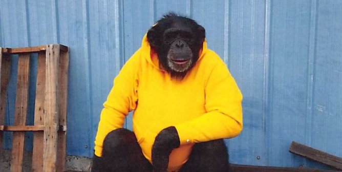 Buck the chimpanzee sitting in a yellow shirt