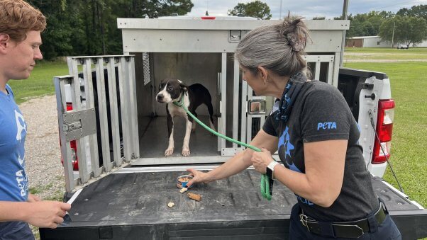 Daphna attempts to coax Billie from a cage in a pick up truck with food