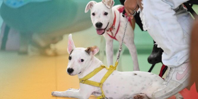 Two white dogs waiting at PETA-backed spay neuter event in Cancun