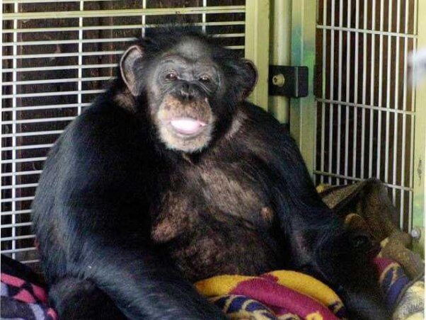 Travis, a chimpanzee featured in Chimp Crazy