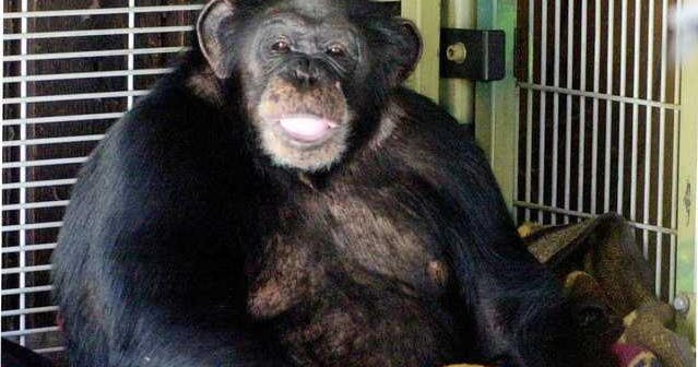 Travis, a chimpanzee featured in Chimp Crazy