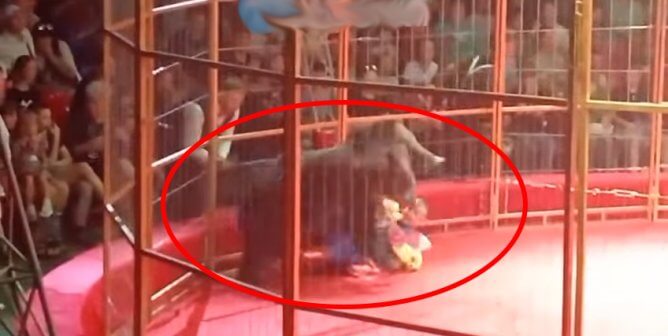 bear used in Russian circus pins man to the ground