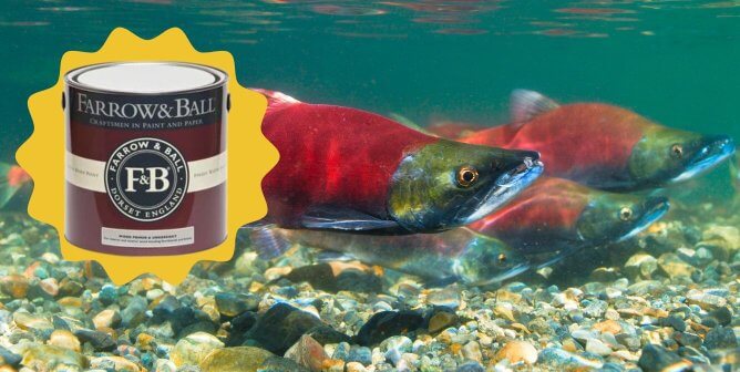 Salmon in Lake Tahoe next to farrow & Ball paint