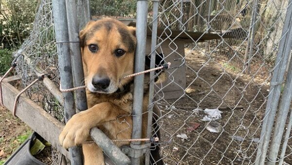 Dog Sam in outside pen looking at camera