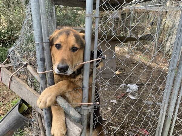 Dog Sam in outside pen looking at camera