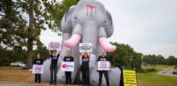 ‘Crying Elephant’ Crashes Shrine Circus Over Bullhook Beatings