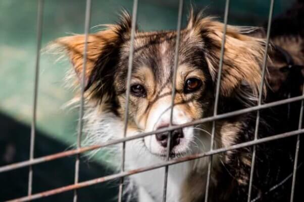 Sad dog behind cage