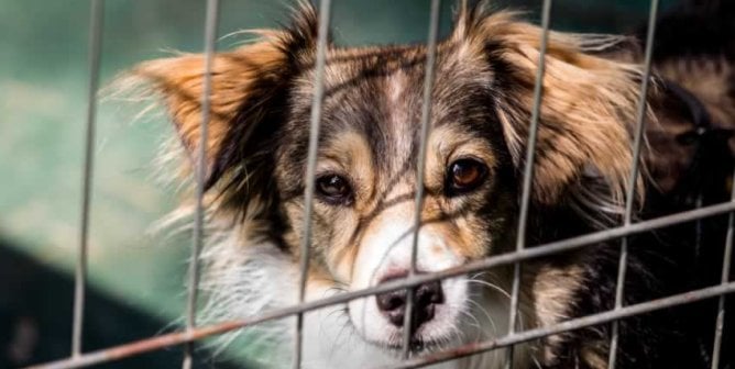 Sad dog behind cage