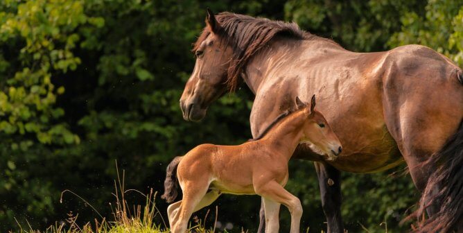 adult and baby brown horses in grass