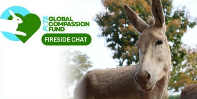 PETA Global Compassion Fund Fireside Chat with donkey in front of trees