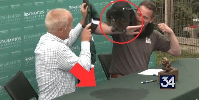 bing the bearcat at a press conference and a puddle of pee