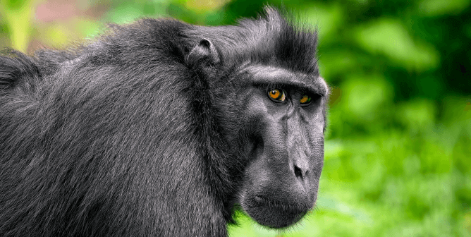 A black crested macaque stares into the camera