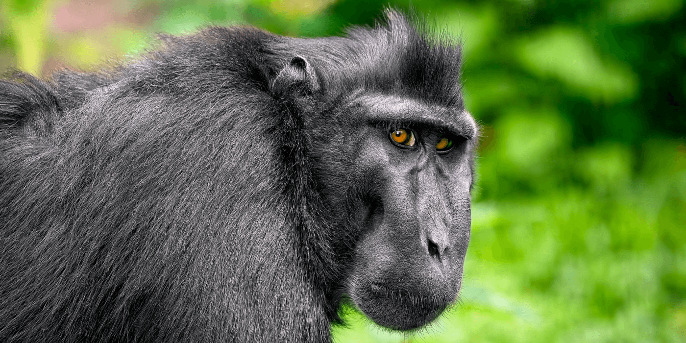 A black crested macaque stares into the camera