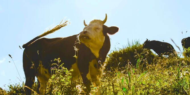 Happy brown and white cow in the grass