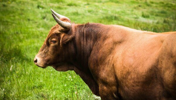 brown bull in grass