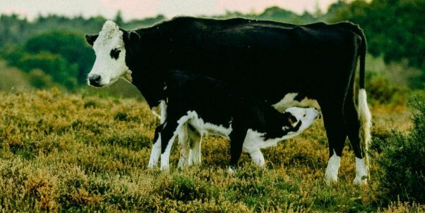 cow and calf drinking milk