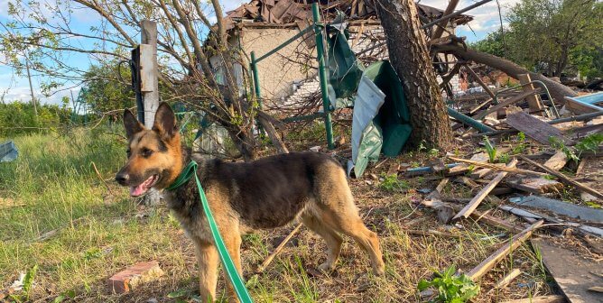 dog in front of rubble in Ukraine