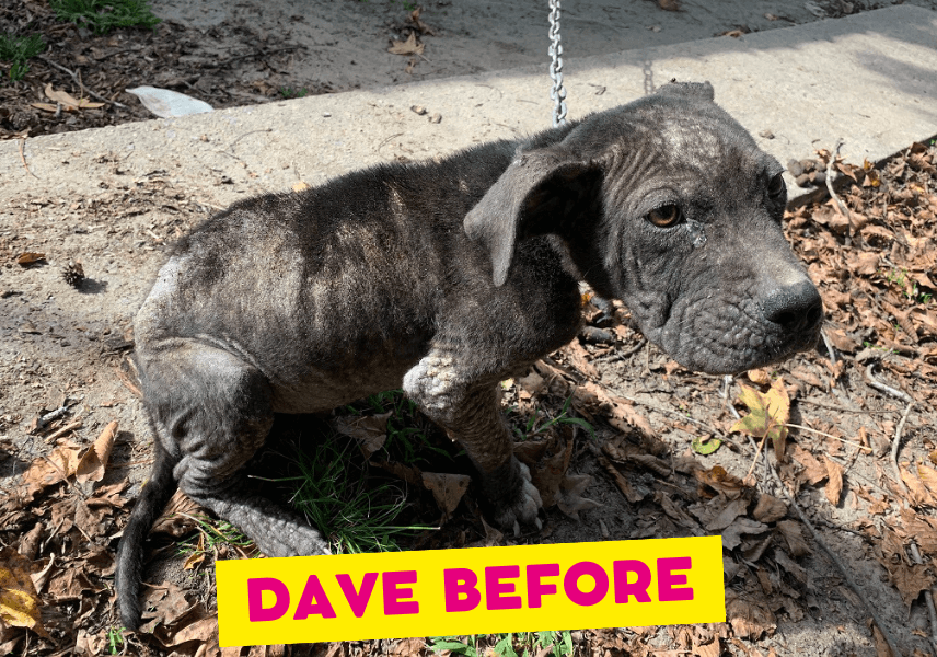 a black puppy with mange on a chain outside