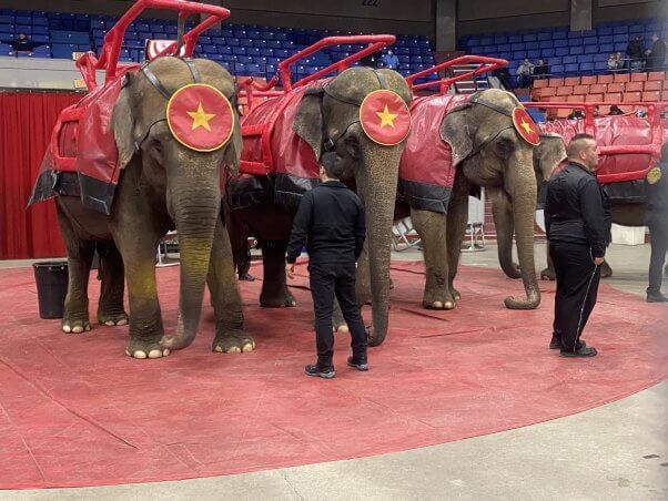 photo, four Asian elephants in a circus. from left to right, Janice, Cindy, Vickie, and Betty.