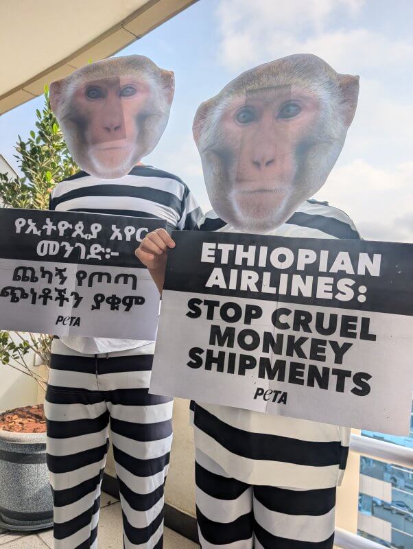 Two protestors in monkey masks and prison outfits holding signs. Text reads "Ethiopian Airlines: Stop Cruel Monkey Shipments"