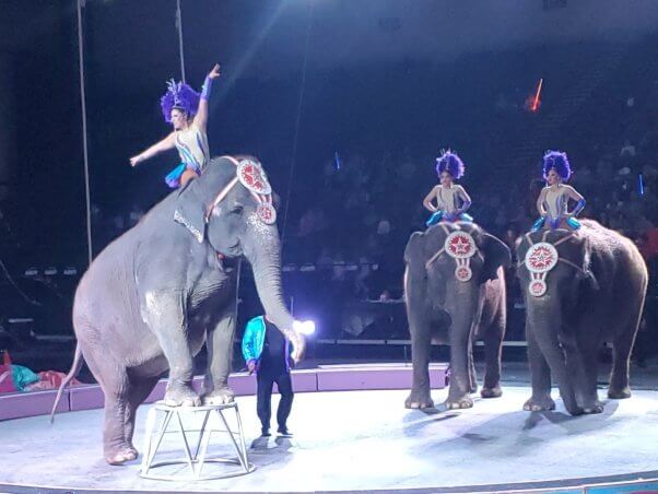 photo of three elephants at a circus, all have costumed human riders on top of them and one is in foreground being forced to do a trick on a pedestal