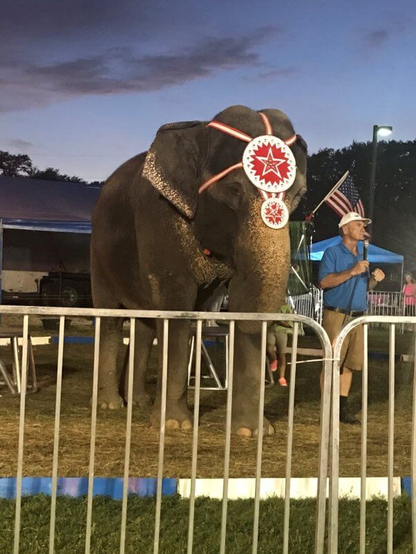 lulu the elephant enclosed in a fence with a trainer