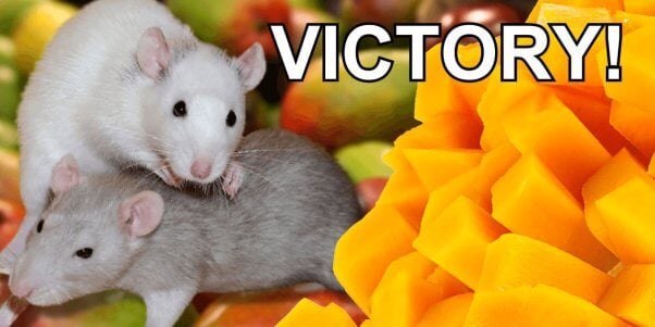 mangoes and mice with victory text