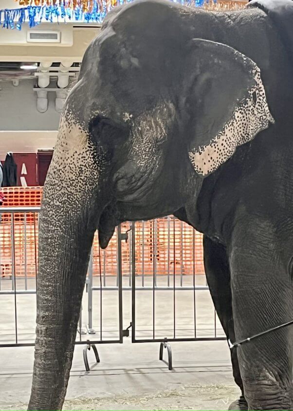 Marie the elephant, indoors and in front of fencing. close-up photo of head and front legs.