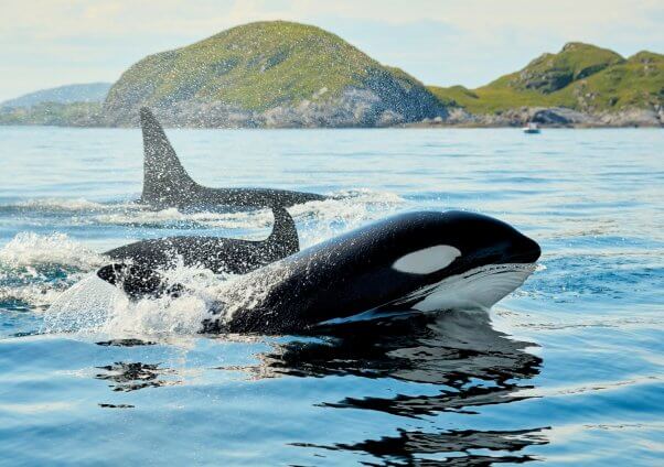 Whales swimming in Arctic Norway