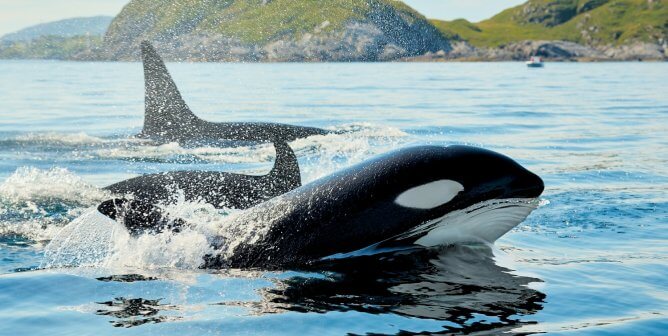 Whales swimming in Arctic Norway