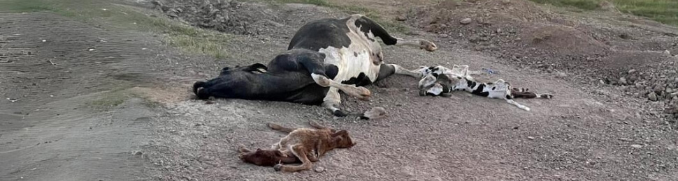 Dead cows lying in dirt at Lone Star Organic Dairy