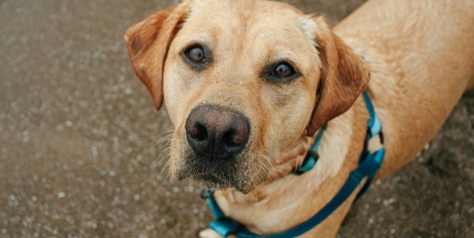 Wet yellow dog in a harness