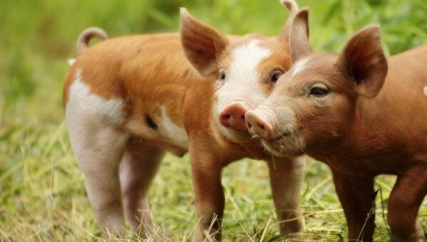 two brown piglets in grass