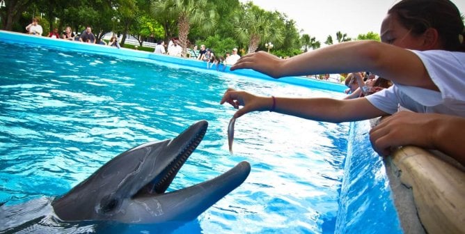 young human feeding dolphin at SeaWorld