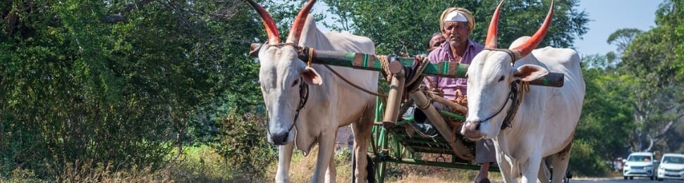 Two bullocks pull a cart with passengers