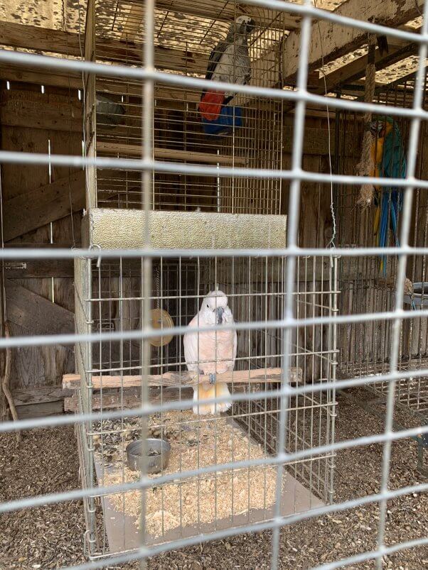 Animal Haven Zoo, grey cockatoo macaw in barren, solitary, small cages within wooden shed