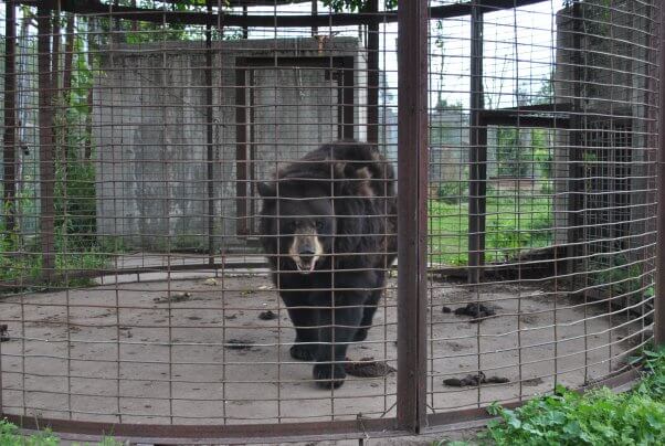 Animal Haven Zoo - black bear in corn crib surrounded by excess feces