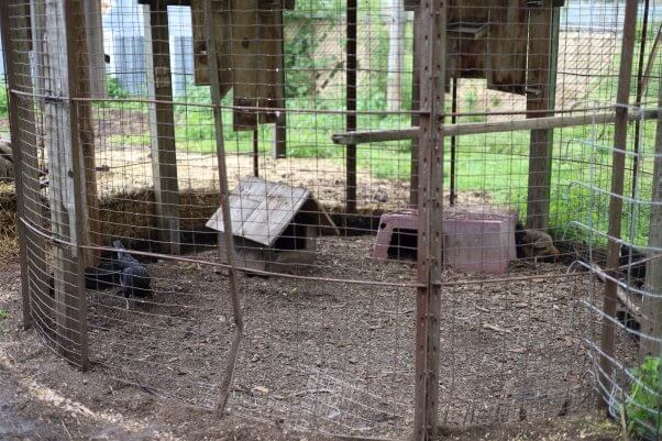 Animal Haven Zoo - Chickens with bent fencing and caging