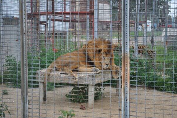 Animal Haven Zoo - a lion lying on a shredded platform.