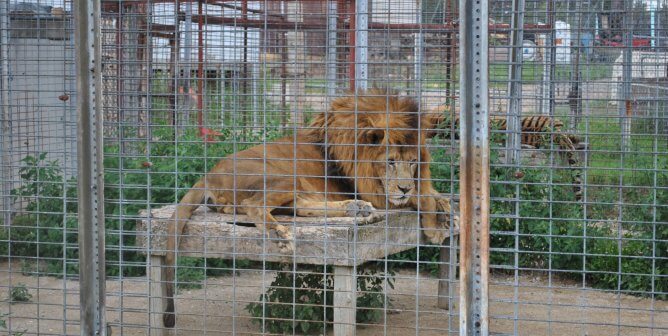 Animal Haven Zoo - a lion lying on a shredded platform.