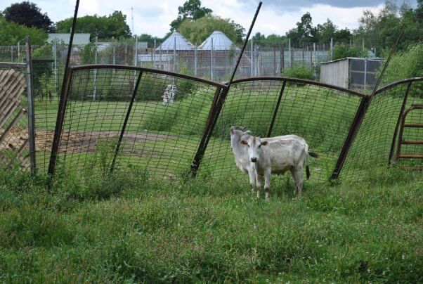 Animal Haven Zoo - Two zebus behind a badly leaning fence.