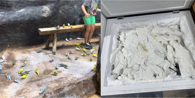 A freezer full of dead animals, including many parakeets, at East Idaho Aquarium