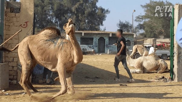 Camel market where camel is screaming