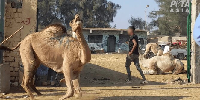 Camel market where camel is screaming