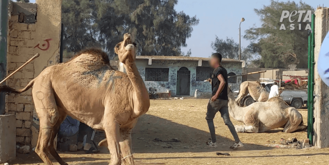 men beating a camel in egypt