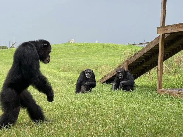 three chimpanzees at sanctuary